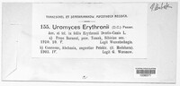 Uromyces erythronii image